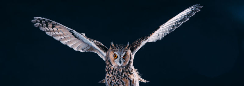 Close-up of eagle flying over black background