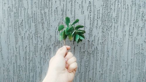 Cropped hand holding plant against wall