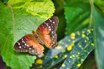 Close-up of butterfly pollinating flower