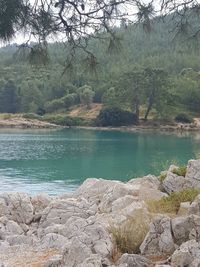 Scenic view of lake in forest