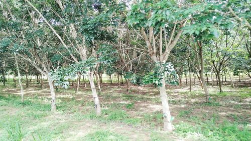 Trees growing in field