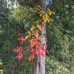 Close-up of maple tree against sky