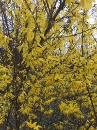 Yellow flowers on tree