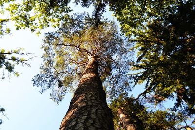 Low angle view of trees against sky