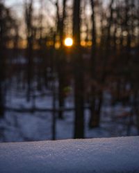 Close-up of tree during winter at night