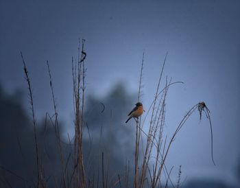 Low angle view of bird perching on plant against sky