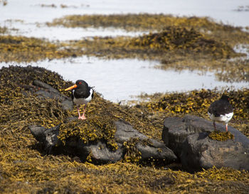 Birds perching on rock