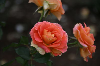 Close-up of rose roses