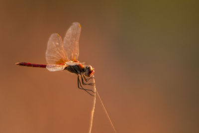 Close-up of insect