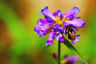 Close-up of bee on purple flower