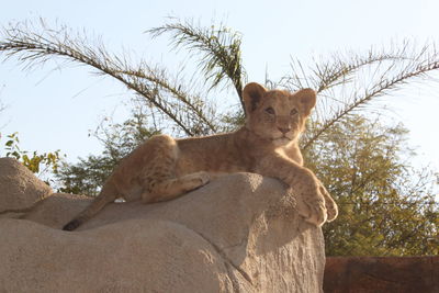 Close-up of lion cub sitting on rock at zoo