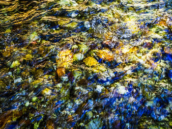 Full frame shot of autumn tree in water