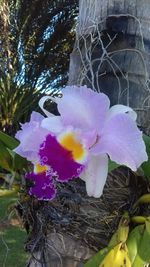 Close-up of purple flowers blooming outdoors