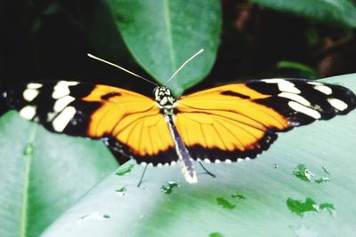 Close-up of butterfly on leaf