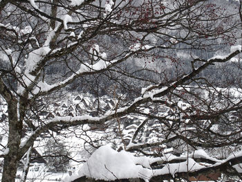 Low angle view of snow covered bare tree