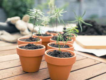 Close-up of potted plant on table