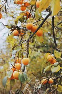 Close-up of orange fruits on tree