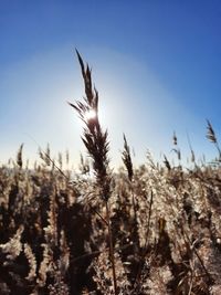 Close-up of stalks in field against clear sky