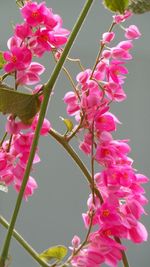 Close-up of pink cherry blossom