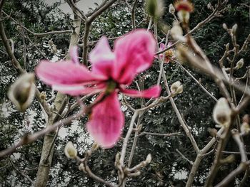 Close-up of pink flowers