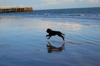 Dog running on beach against sky