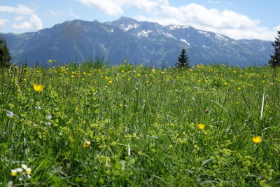 Scenic view of flowering plants on field against mountains