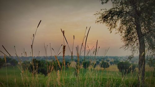 Scenic view of field against sky during sunset