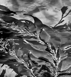 Close-up of plants against sky