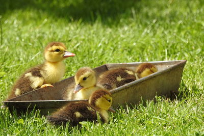 View of ducklings on field