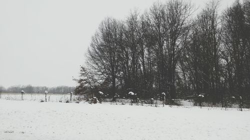 Trees on field