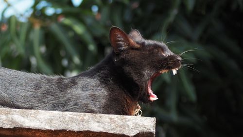 Close-up of cat yawning