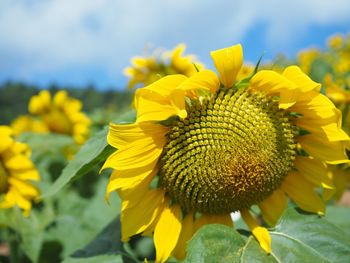 Close-up of yellow flowering plant