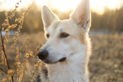 Close-up of dog looking away