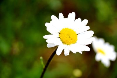 Close-up of white daisy blooming outdoors