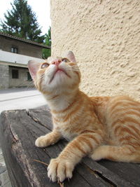 Cat sitting on wall