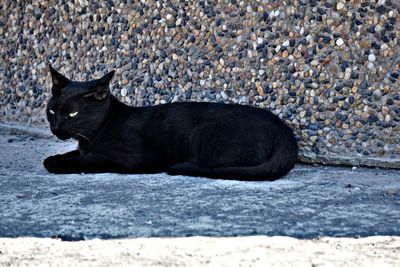 Black cat sitting on pebbles