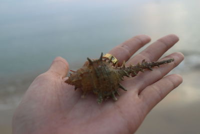 Close-up of hand holding leaf