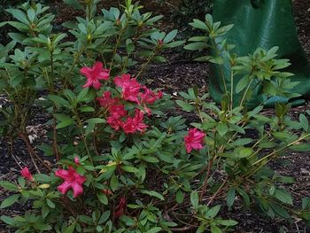 Close-up of pink flowers