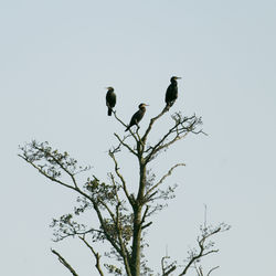 Low angle view of eagle perching on tree against sky