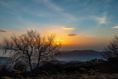 Tree and fog against sunset in winter