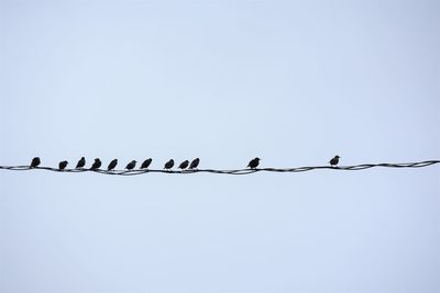 Low angle view of birds perching on power line