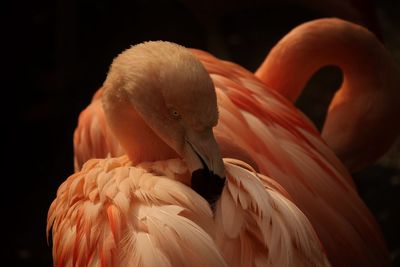 Close-up of flamingo