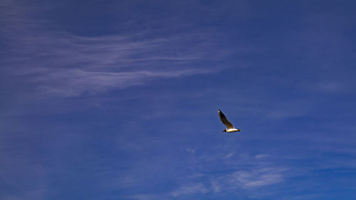 Low angle view of seagull flying in sky