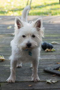 Close-up portrait of white dog