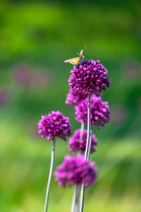 Close-up of bee on purple flower