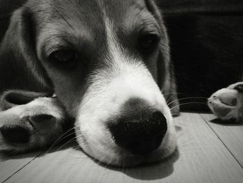 Close-up portrait of dog relaxing