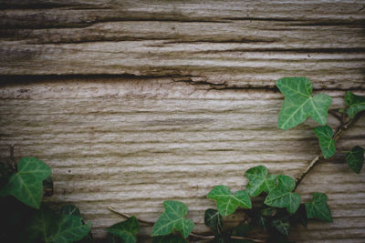 Close-up of ivy on wood