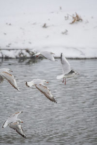 In a snowy day group of seagull flaying in the sky only over a river.