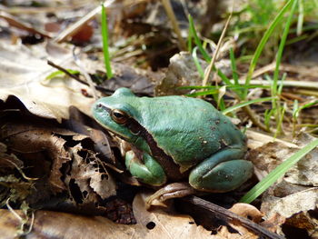 Close-up of frog on field