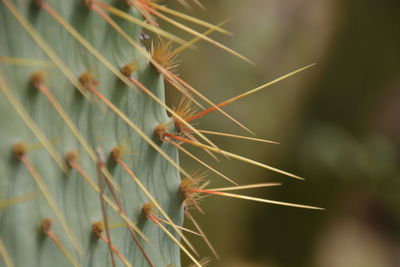 thorns, spines, and prickles